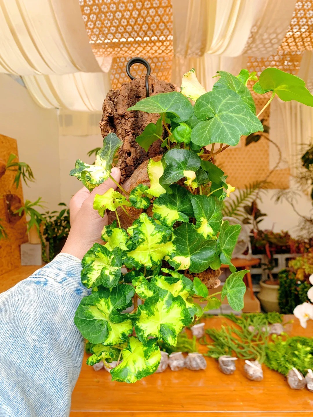 Cây cảnh lá đẹp như trăng, ưa bóng râm, mang tài lộc