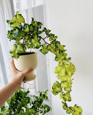 Cây cảnh lá đẹp như trăng, ưa bóng râm, hút tài lộc quanh năm