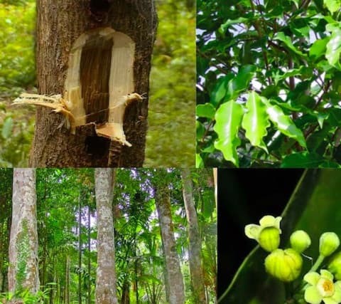 Loại cây được ví như “vàng lỏng lộ thiên”, trồng ở Việt Nam có thể thu về hàng tỷ đồng mỗi kg