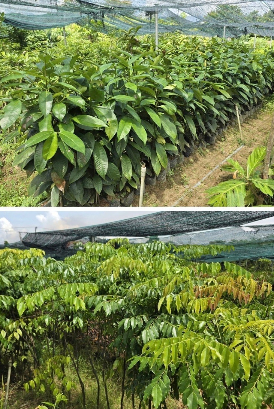 Từ cử nhân kinh tế đến ông chủ vườn ươm 15.000m², doanh thu hàng chục tỷ đồng ở Đà Nẵng