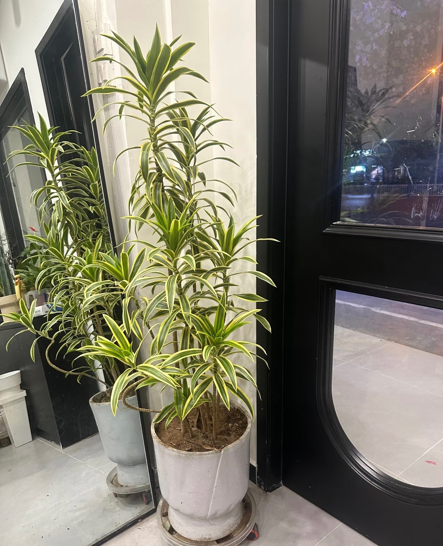 Loại cây lá được người giàu săn lùng: Dễ sống, dễ chăm, 