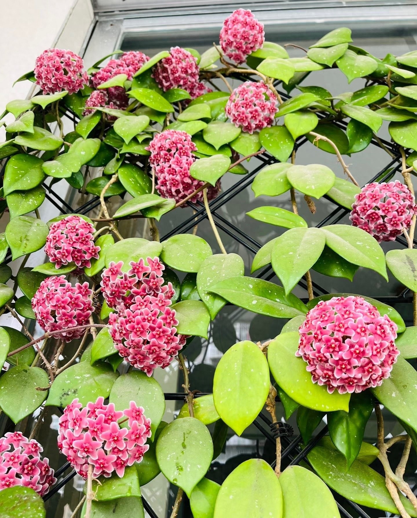 Cẩm cù lá xanh hoa đỏ: Đẹp mê hoặc, lấn át cả trầu bà và lan chi
