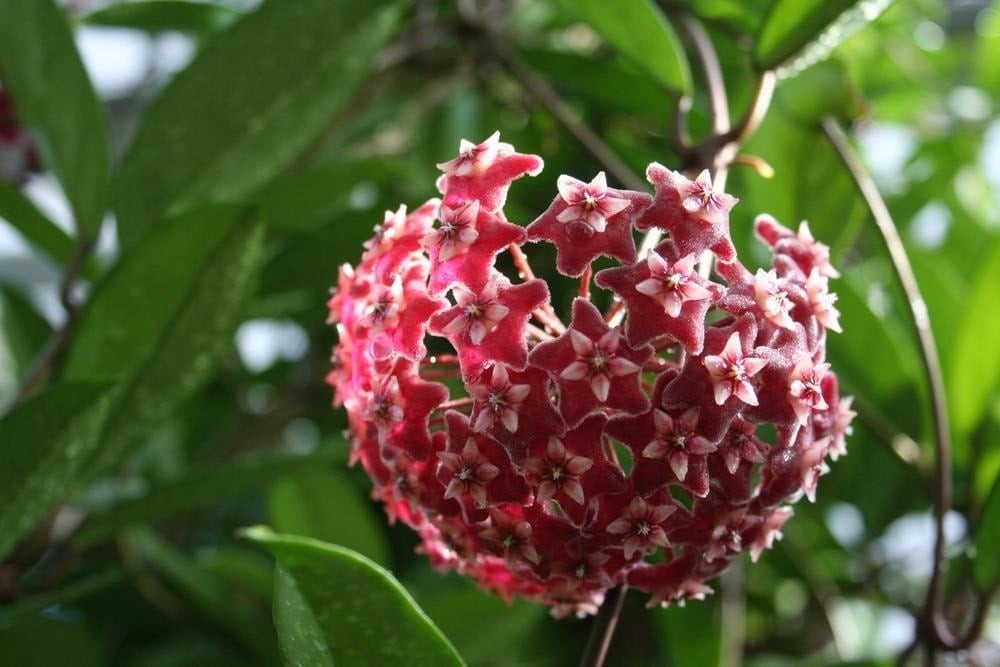 Cẩm cù lá xanh hoa đỏ: Đẹp mê hoặc, lấn át cả trầu bà và lan chi