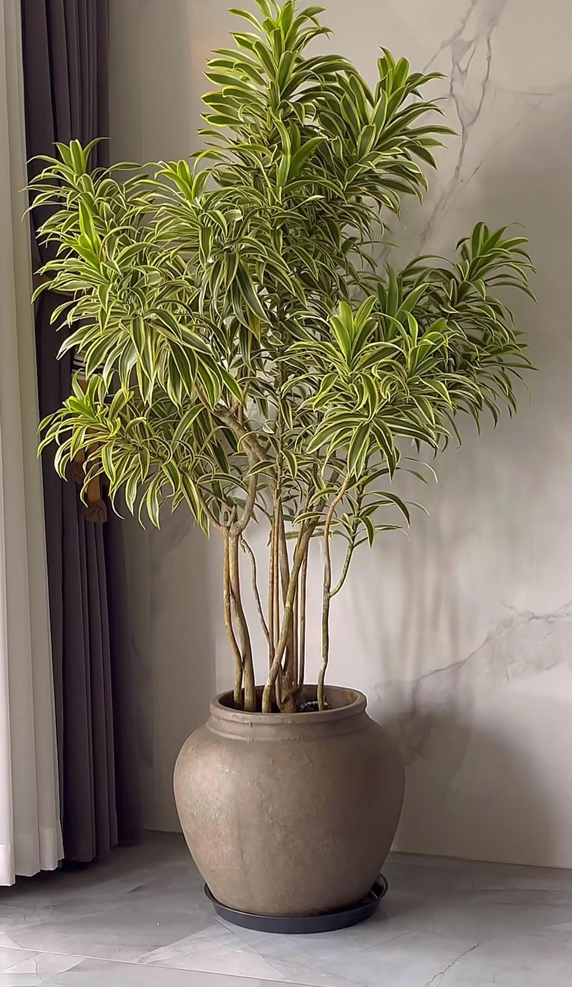 Loại cây lá được người giàu săn lùng: Dễ sống, dễ chăm, 