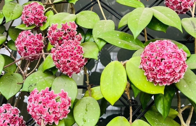 Cẩm cù lá xanh hoa đỏ: Đẹp mê hoặc, lấn át cả trầu bà và lan chi