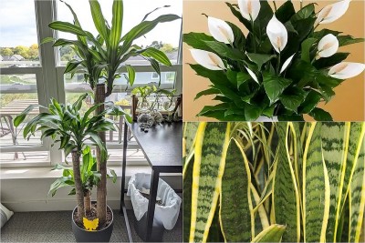 3 loại cây được giới nhà giàu chuộng hơn cả hoa: Đặt trong nhà vừa sang vừa hút lộc
