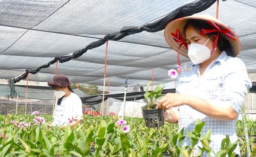 Loại hoa quý tộc trồng thành công ở Long An, nở liên tục, bán “cháy hàng”