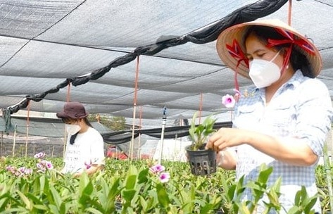 Loài hoa quý tộc trồng thành công ở Long An, nở liên tục, bán “cháy hàng”