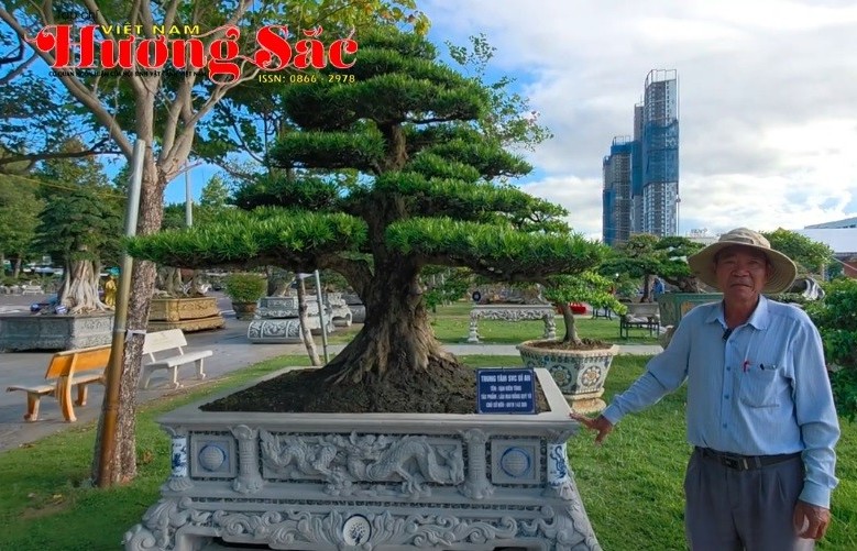 Những cây tùng la hán đặc biệt và chia sẻ của ông Bùi Xuân Lý - Ủy viên BCH Hội SVC Việt Nam