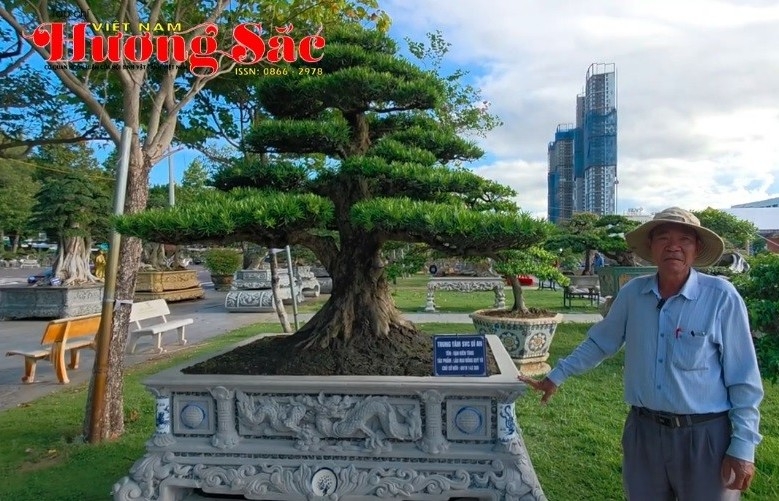 Những cây tùng la hán đặc biệt và chia sẻ của ông Bùi Xuân Lý - Ủy viên BCH Hội SVC Việt Nam