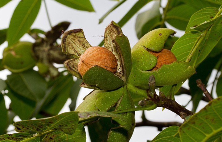 Nghiên cứu mới: Ăn loại hạt quen thuộc này trước khi ngủ, giấc ngủ cải thiện rõ rệt