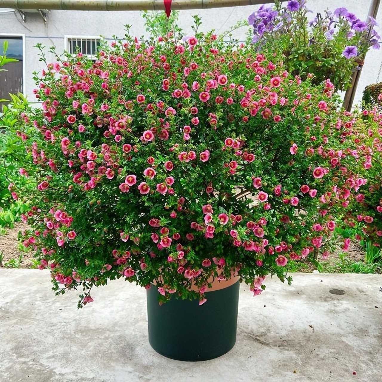 Cẩm quỳ – 