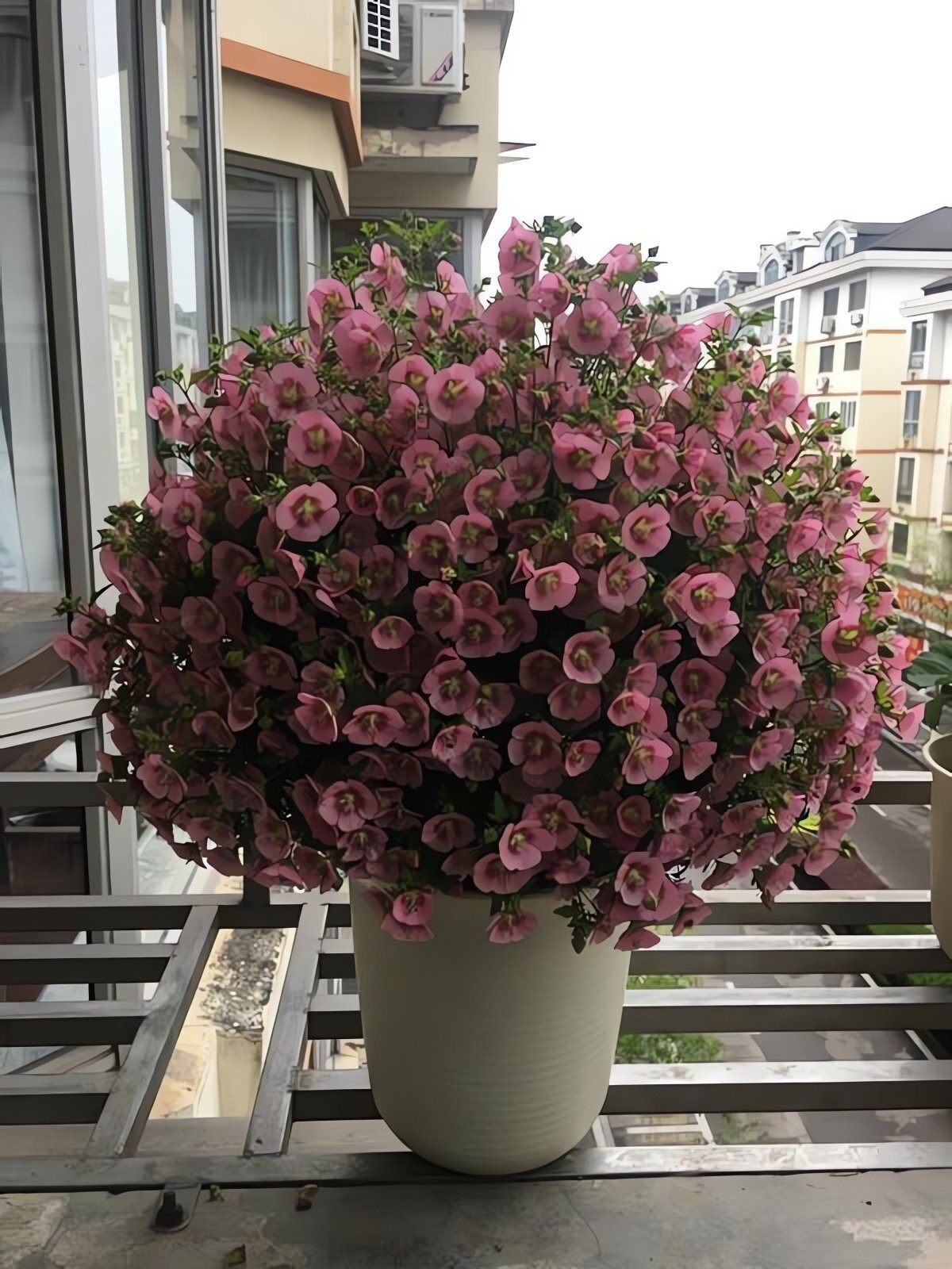 Cẩm quỳ – 