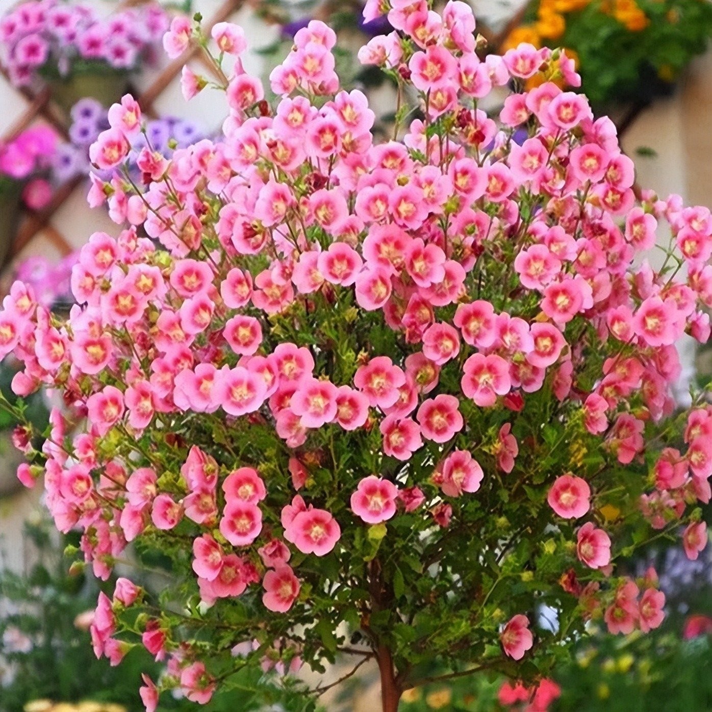 Cẩm quỳ – 