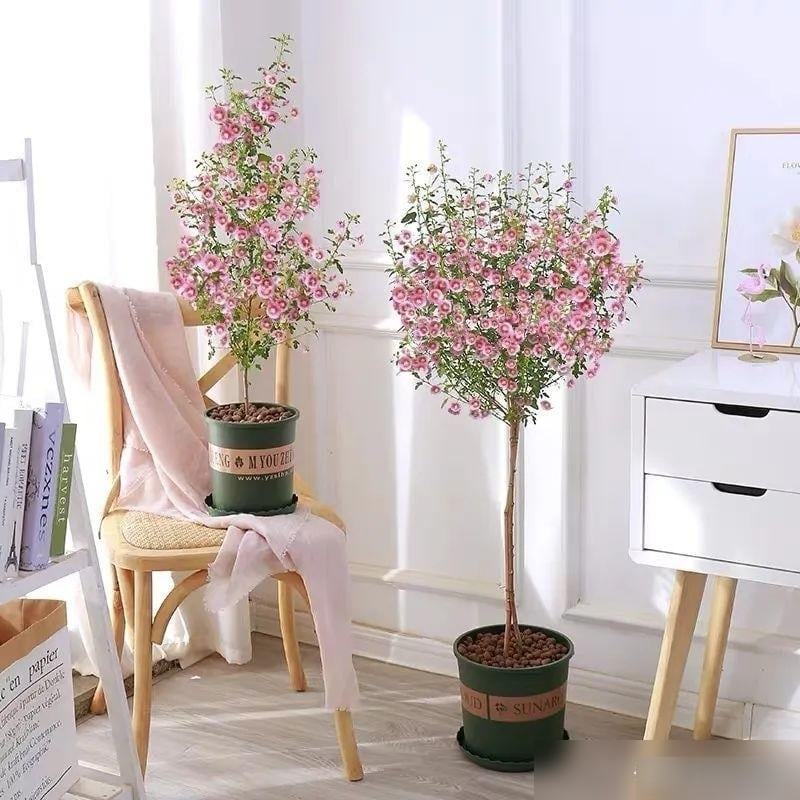 Cẩm quỳ – 