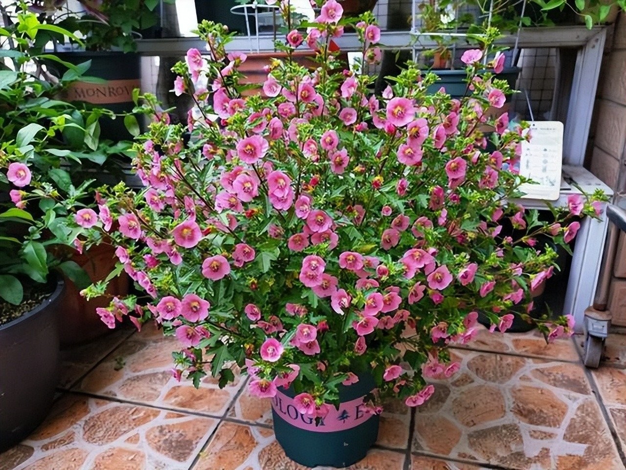 Cẩm quỳ – 