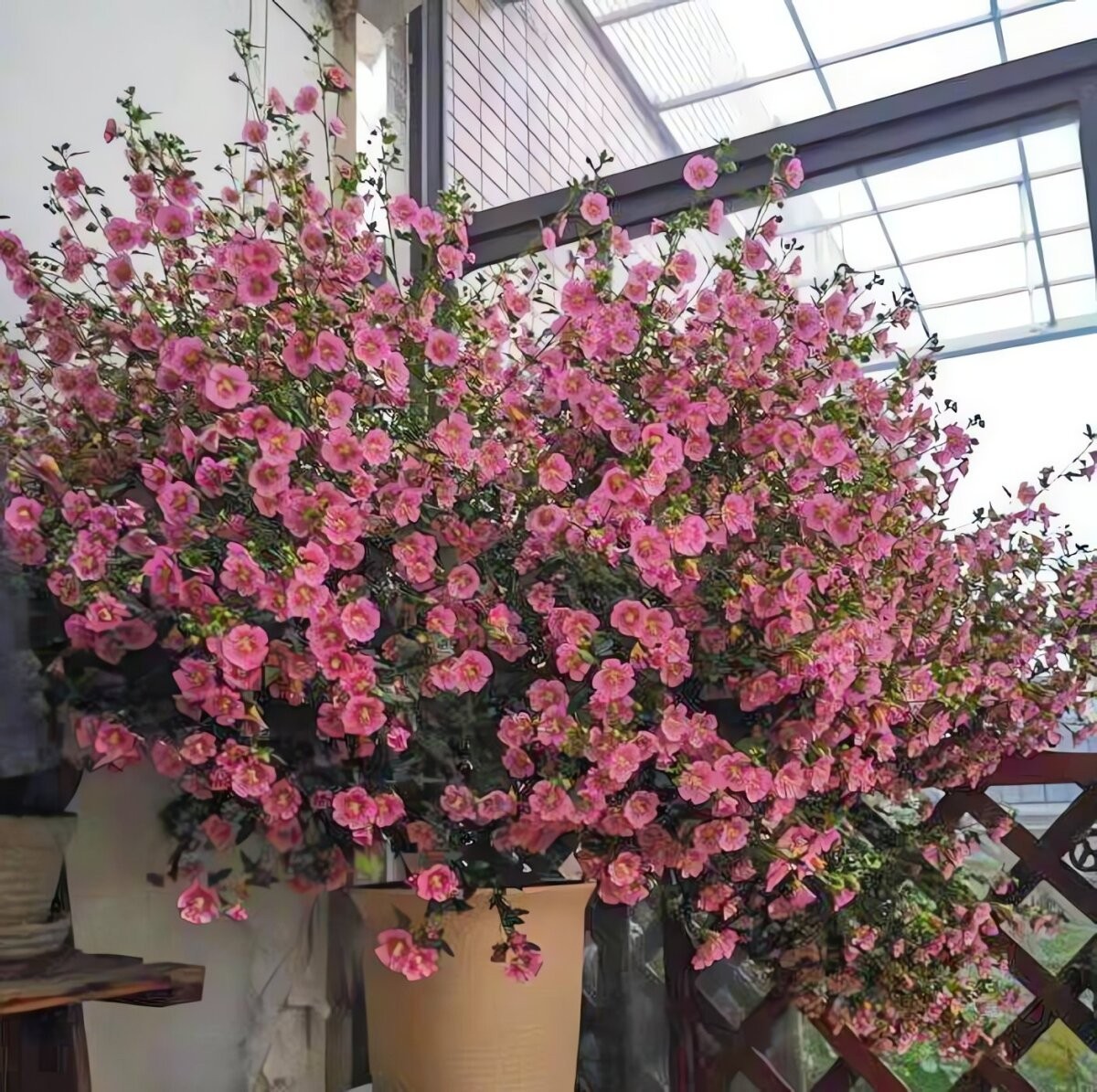 Cẩm quỳ – 