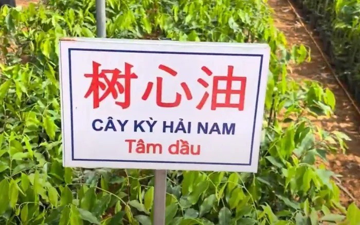 Cục Lâm nghiệp và Kiểm lâm cảnh báo: Tăng cường quản lý giống Kỳ Hải Nam chưa rõ nguồn gốc