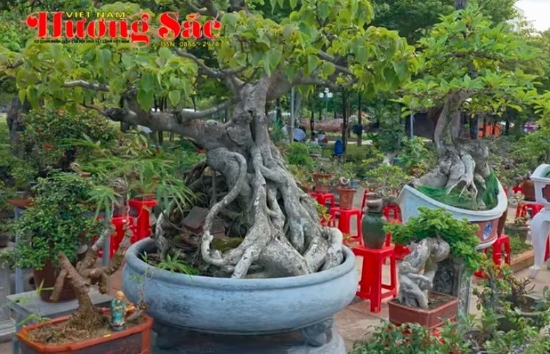 Hàng trăm gian hàng cây cảnh thương mại tại Triển lãm SVC tỉnh Gia Lai