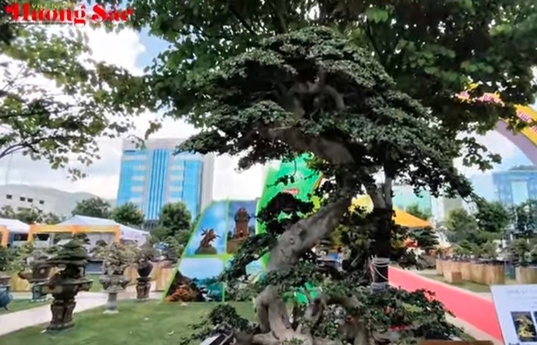 Tác phẩm “Rồng Vàng Đất Việt” và bộ sưu tập của nhà vườn Bảo Khuê tại Triển lãm Quy Nhơn 2025