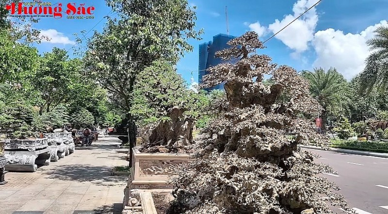 Giao lưu cùng nhà vườn Thanh Hải, chiêm ngưỡng tác phẩm bonsai xuất sắc tại triển lãm Gia Lai 2025