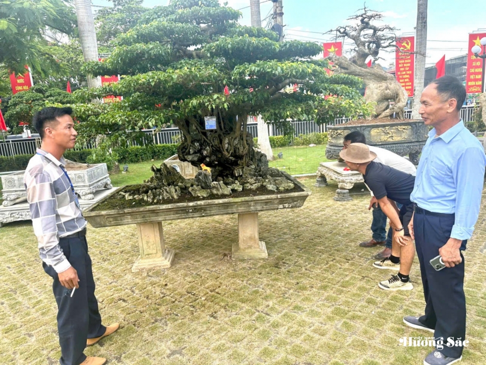 Tuyên Quang: Khai mạc Triển lãm cây cảnh chào mừng Đại hội Đảng bộ tỉnh lần thứ I