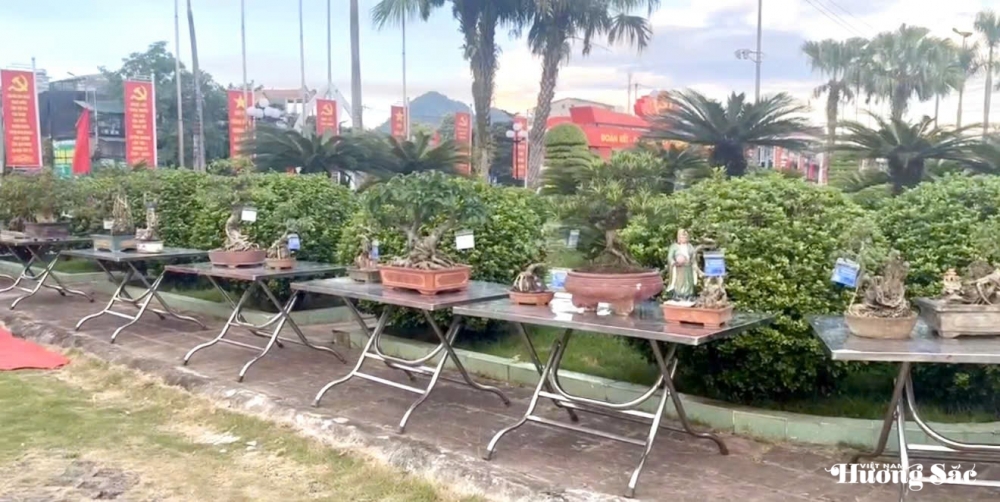 Tuyên Quang: Khai mạc Triển lãm cây cảnh chào mừng Đại hội Đảng bộ tỉnh lần thứ I
