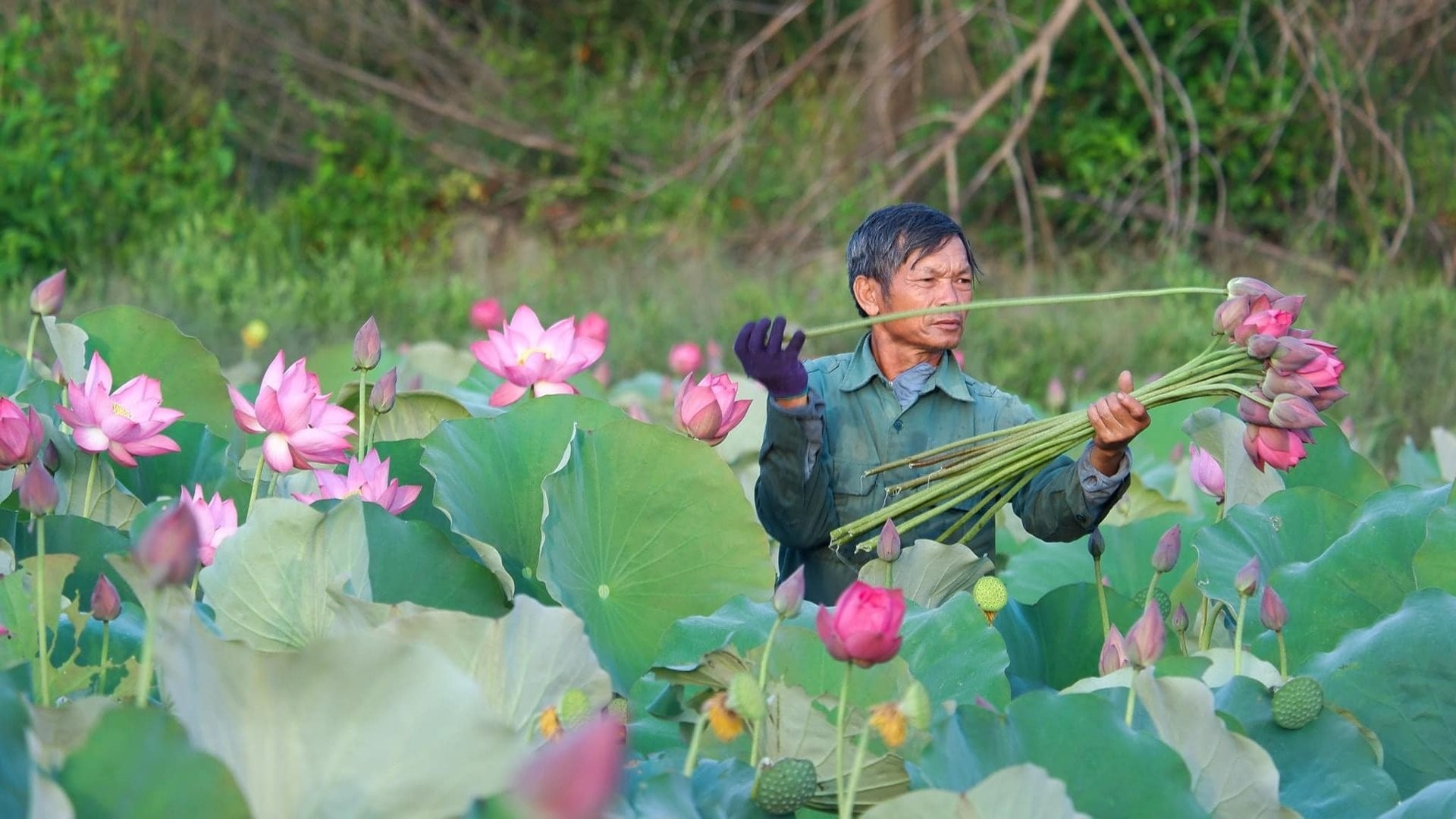Chi hội trưởng nông dân Huế làm giàu từ sen, tiên phong trong công tác Hội và thiện nguyện
