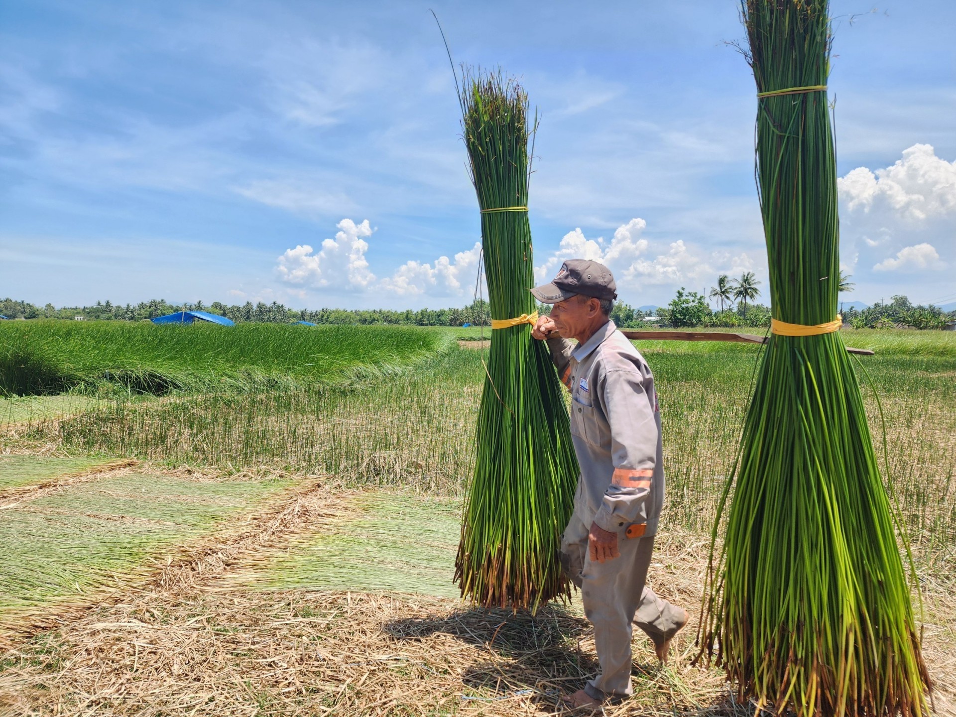 Hơn 300 năm gìn giữ nghề chiếu cói ở Hoài Nhơn