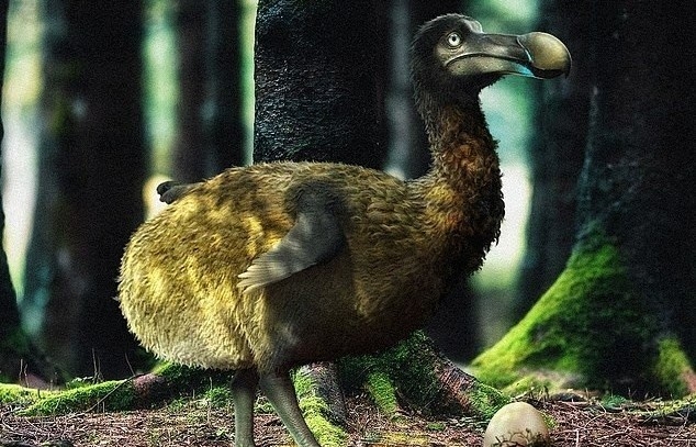 Bước tiến mới trong nỗ lực hồi sinh chim dodo sau 300 năm tuyệt chủng