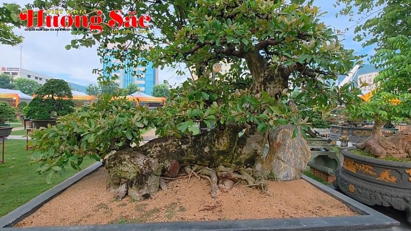 Một số tác phẩm ngoại cỡ tại Triển lãm SVC Quy Nhơn, Gia Lai 2025