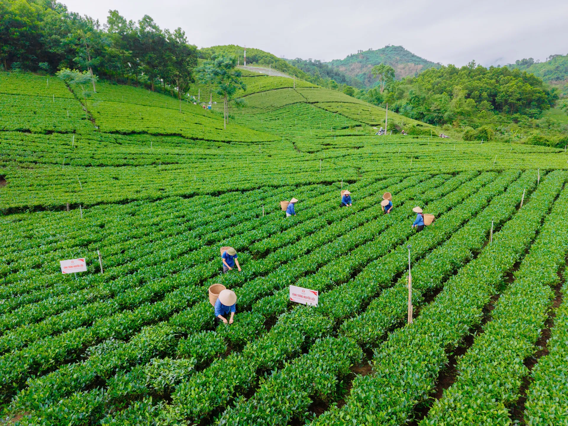 Xã La Bằng, Thái Nguyên: Phát triển du lịch cộng đồng gắn với cây chè và văn hóa bản địa
