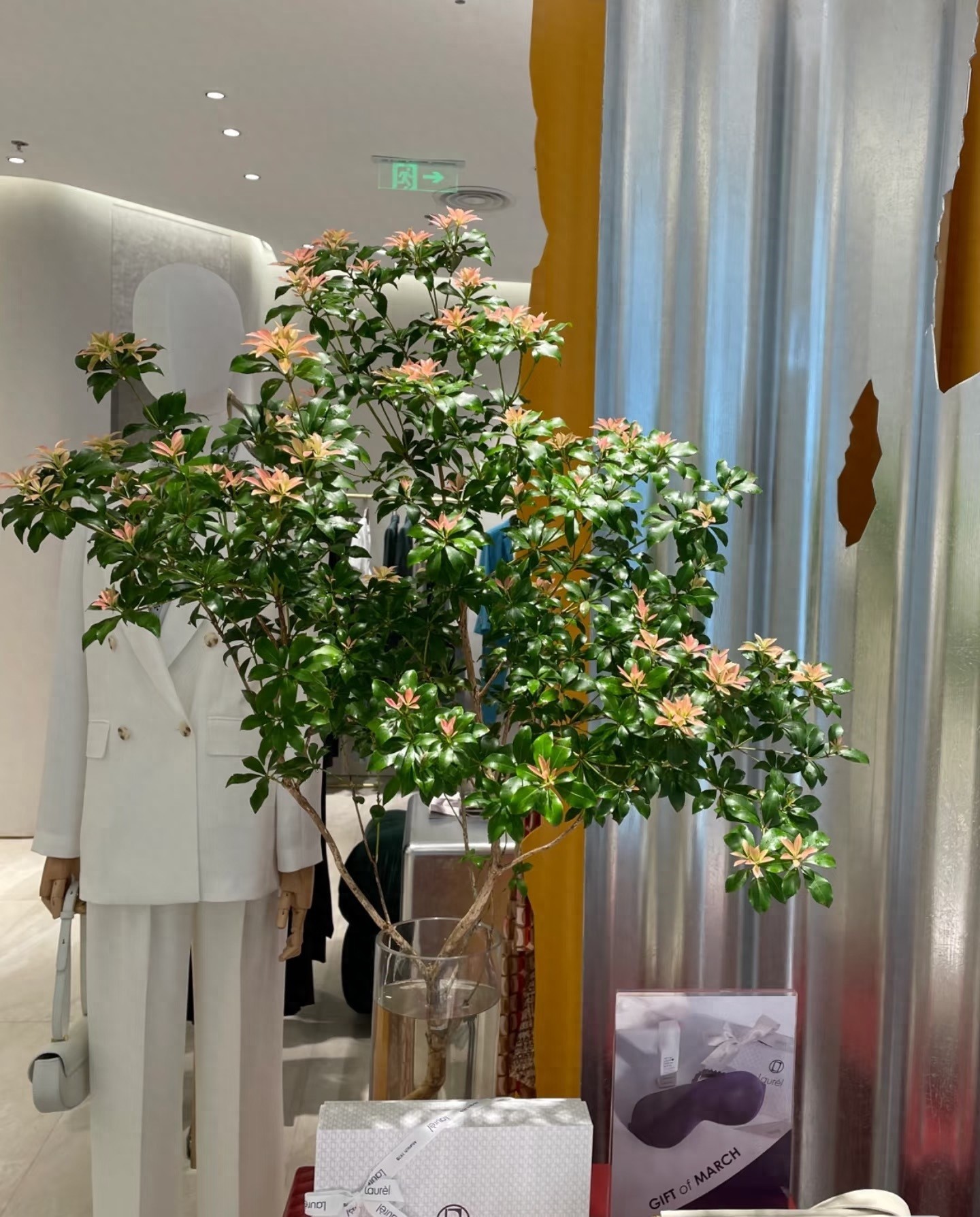 Cây cắm nước vẫn đẹp nửa năm, chỉ một cành cũng biến phòng thành khu rừng mini Cây cắm nước vẫn đẹp nửa năm, chỉ một cành cũng biến phòng thành khu rừng mini