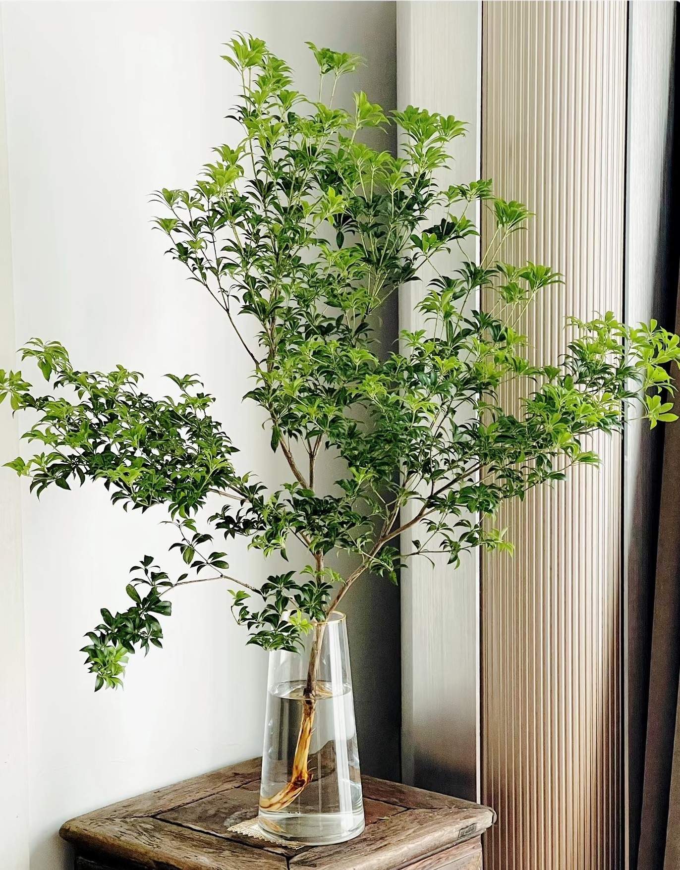 Cây cắm nước vẫn đẹp nửa năm, chỉ một cành cũng biến phòng thành khu rừng mini Cây cắm nước vẫn đẹp nửa năm, chỉ một cành cũng biến phòng thành khu rừng mini