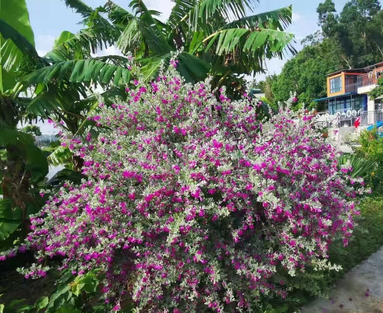 Loài hoa bí ẩn ít người biết nhưng nở rực rỡ quanh năm, bền bỉ với nắng nóng và giá lạnh