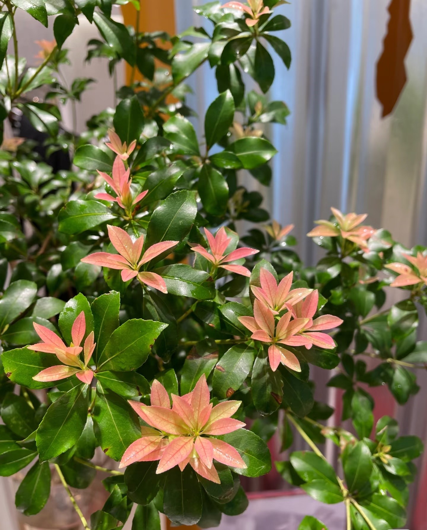 Cây cắm nước vẫn đẹp nửa năm, chỉ một cành cũng biến phòng thành khu rừng mini Cây cắm nước vẫn đẹp nửa năm, chỉ một cành cũng biến phòng thành khu rừng mini