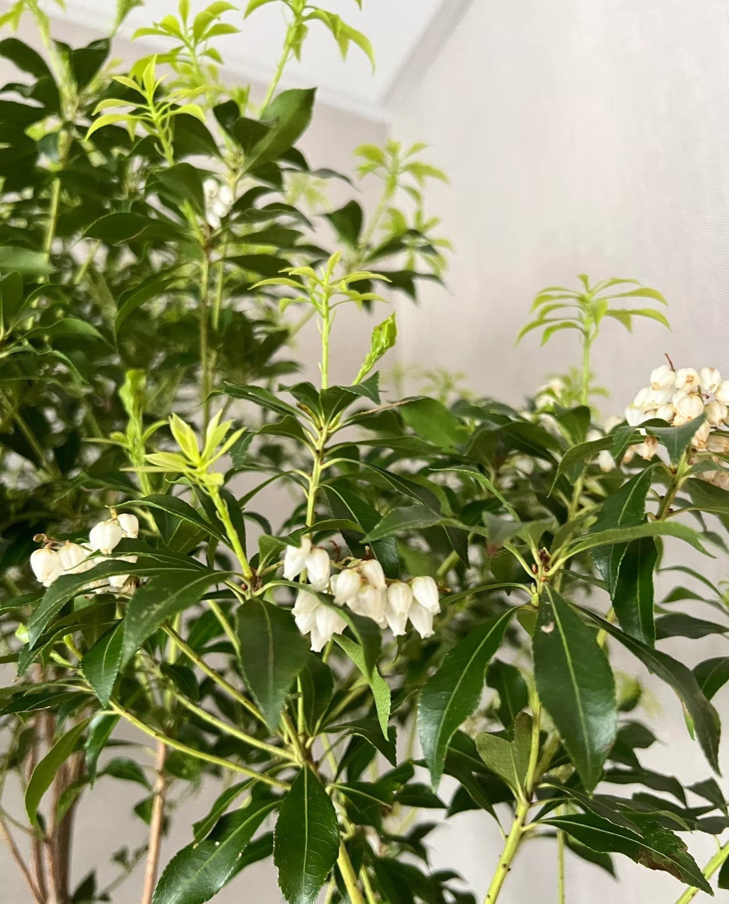 Cây cắm nước vẫn đẹp nửa năm, chỉ một cành cũng biến phòng thành khu rừng mini Cây cắm nước vẫn đẹp nửa năm, chỉ một cành cũng biến phòng thành khu rừng mini