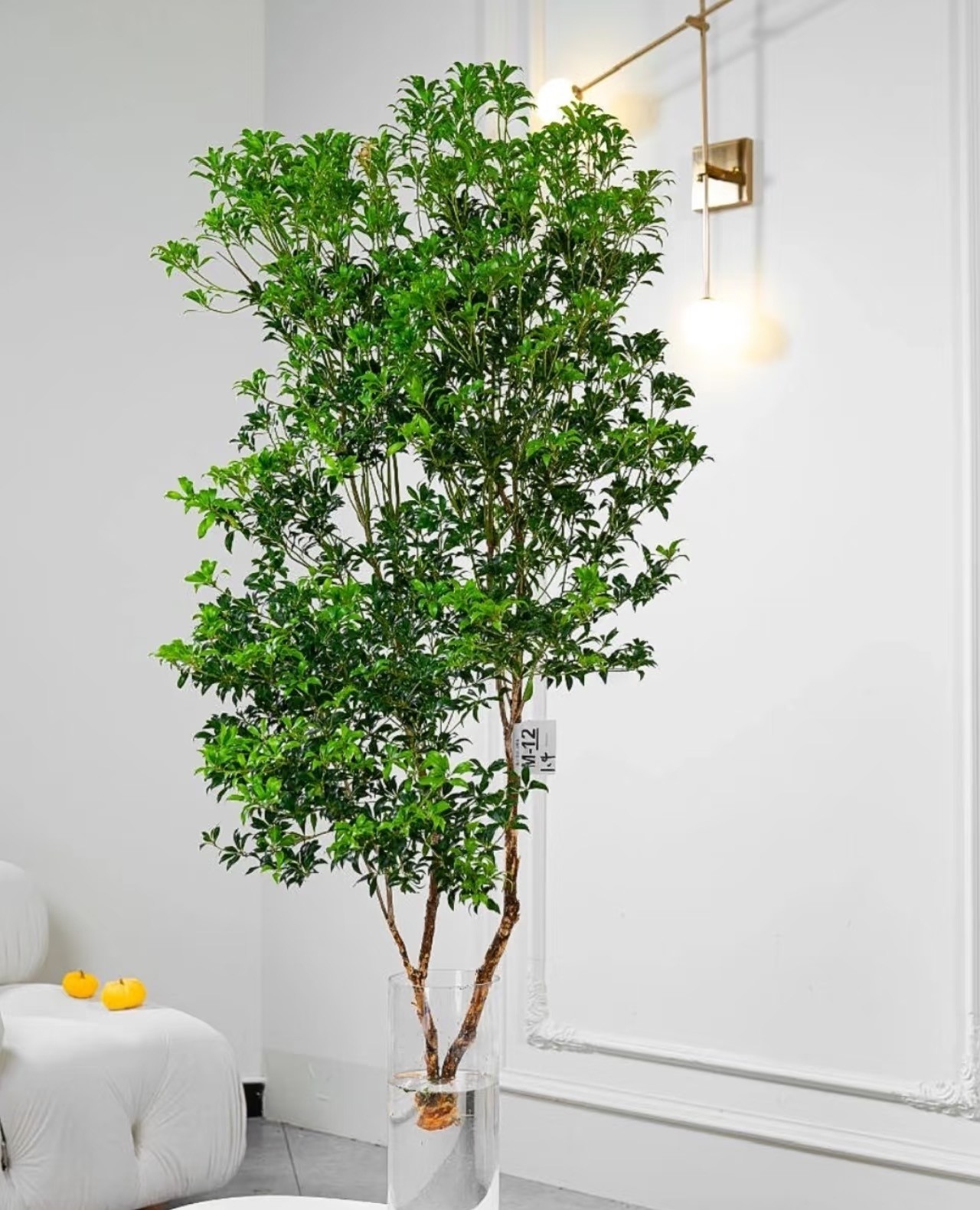 Cây cắm nước vẫn đẹp nửa năm, chỉ một cành cũng biến phòng thành khu rừng mini Cây cắm nước vẫn đẹp nửa năm, chỉ một cành cũng biến phòng thành khu rừng mini