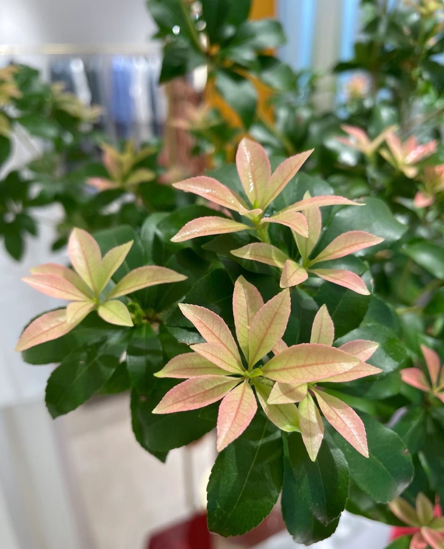 Cây cắm nước vẫn đẹp nửa năm, chỉ một cành cũng biến phòng thành khu rừng mini Cây cắm nước vẫn đẹp nửa năm, chỉ một cành cũng biến phòng thành khu rừng mini