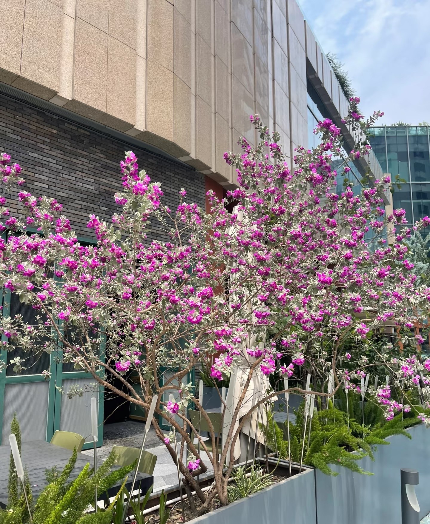 Loài hoa bí ẩn ít người biết nhưng nở rực rỡ quanh năm, bền bỉ với nắng nóng và giá lạnh