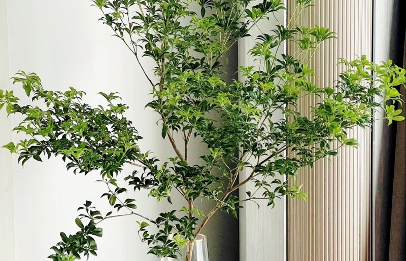 Cây cắm nước vẫn đẹp nửa năm, chỉ một cành cũng biến phòng thành khu rừng mini