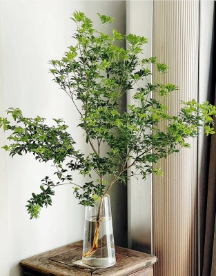 Cây cắm nước vẫn đẹp nửa năm, chỉ một cành cũng biến phòng thành khu rừng mini