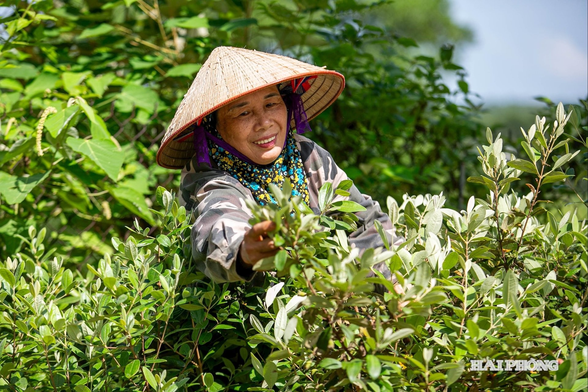Nông dân Hải Phòng đổi đời nhờ trồng sim tím: Ít sâu bệnh, quả bán hết sạch tại vườn