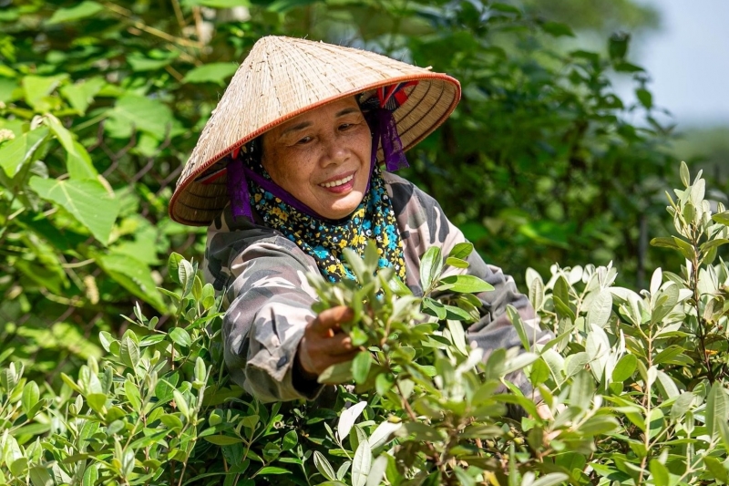 Nông dân Hải Phòng đổi đời nhờ trồng sim tím: Ít sâu bệnh, quả bán hết sạch tại vườn