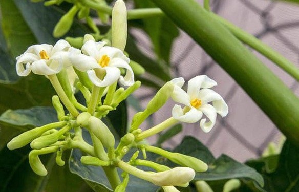 10 cách sử dụng hoa đu đủ đực tốt cho sức khỏe