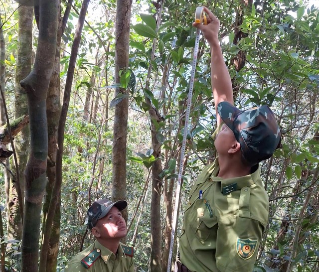 Phát hiện cây chè cổ thụ quý hiếm trên núi cao ở Huế