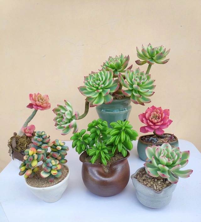 5 loại cây cảnh mini để bàn tặng chị em phụ nữ công sở dịp 20/10