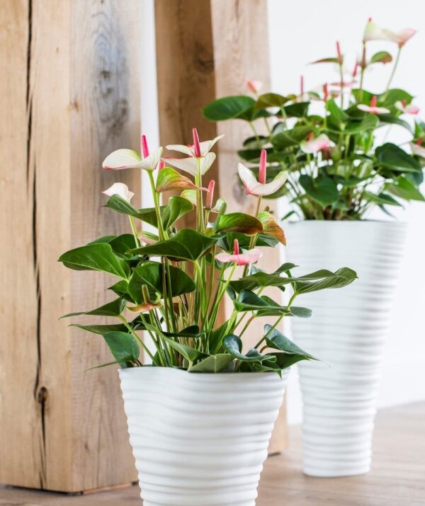 5 loại cây cảnh mini để bàn tặng chị em phụ nữ công sở dịp 20/10