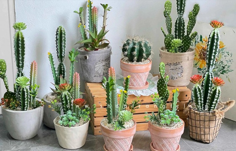 5 loại cây cảnh mini để bàn tặng chị em phụ nữ công sở dịp 20/10