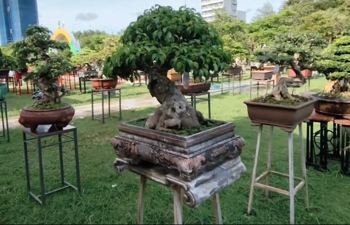 Bonsai nghệ thuật đậm chất núi rừng của anh em Cheo Reo, Chư Sê